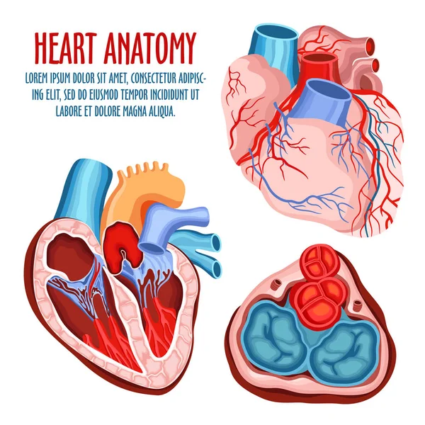 Estrutura cardíaca, médico e anatomia cartaz — Vetor de Stock