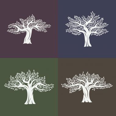 Yaprakları ile argania veya argan meyve ağaçları kümesi