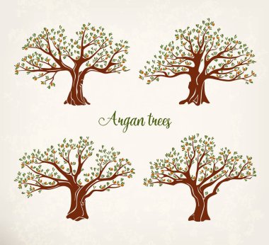 Yaprakları ile argania veya argan meyve ağaçları kümesi