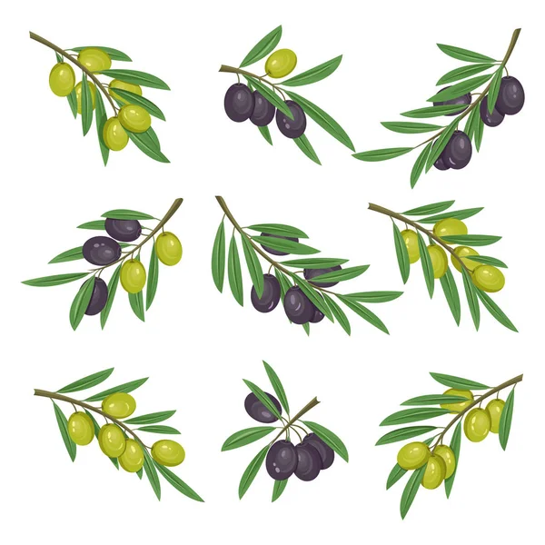 Karanlık ve aydınlık zeytin dalı ile yeşillik