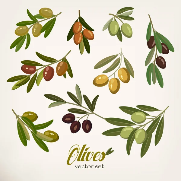 Branches d'olivier avec feuillage et baies — Image vectorielle
