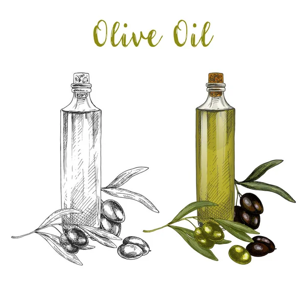 Rama dibujada de aceite de oliva en botella de vidrio — Vector de stock