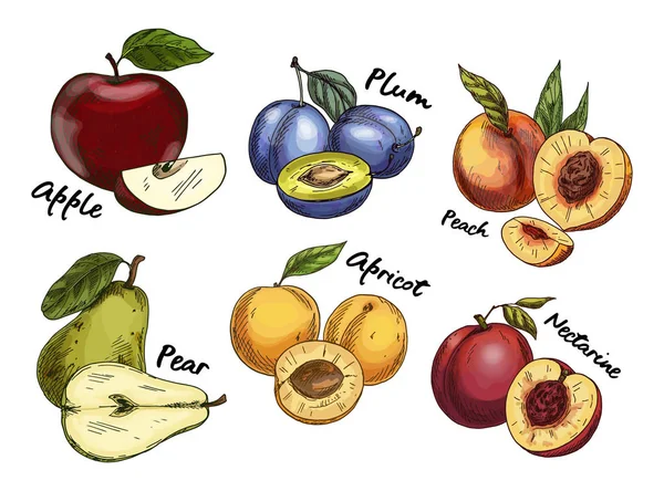 Bocetos de manzana y pera, ciruela, frutos de albaricoque — Vector de stock