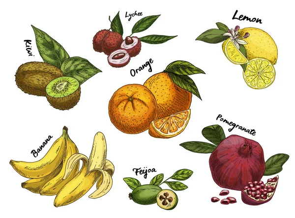 Croquis kiwi et orange isolée, litchi et banane — Image vectorielle