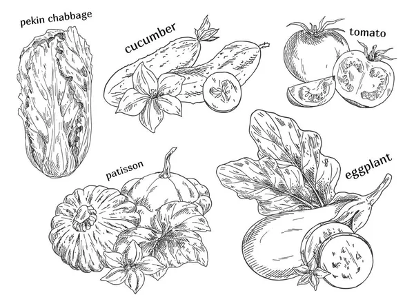 Alimentos vegetales bocetos aislados — Archivo Imágenes Vectoriales