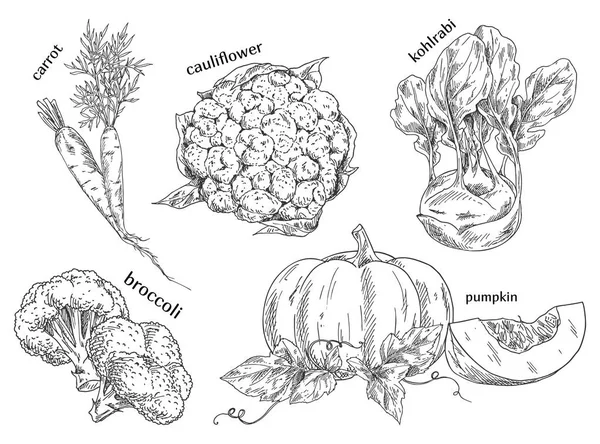 Biologisch voedsel sketches. Hand getrokken groenten. — Stockvector