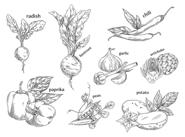 Bocetos de verduras orgánicas. Granja, vegetariano — Archivo Imágenes Vectoriales