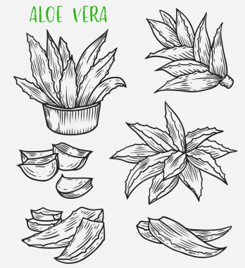 Aloe vera bitki kroki, Cilt Bakımı, kozmetik bitki