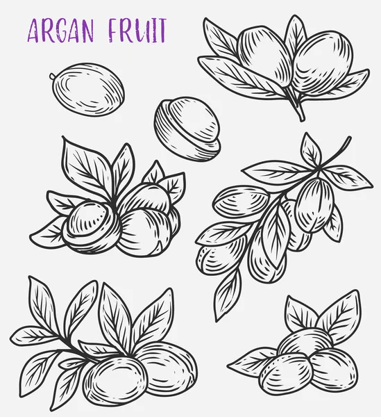 Argan 나무, 채식 식품의 잎 가지 — 스톡 벡터