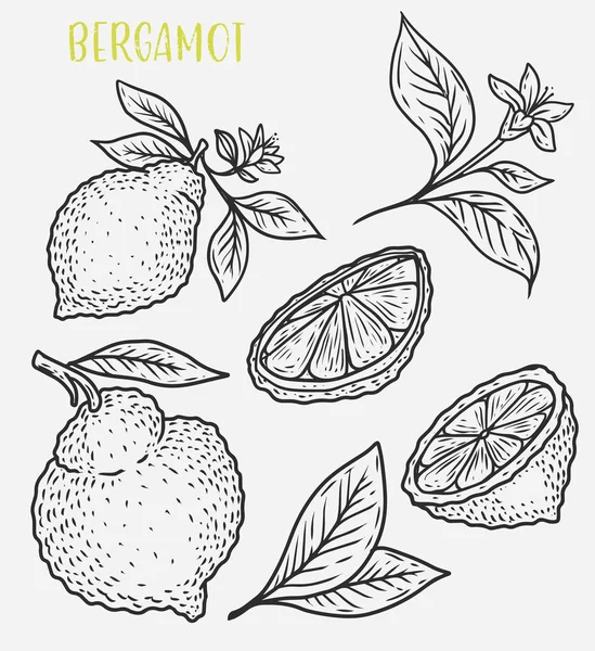 Schizzo del raccolto di agrumi tropicali limone — Vettoriale Stock