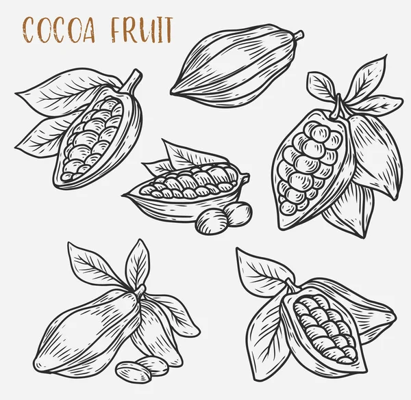 Croquis de fèves de cacao sur gousse, plante de cacao — Image vectorielle