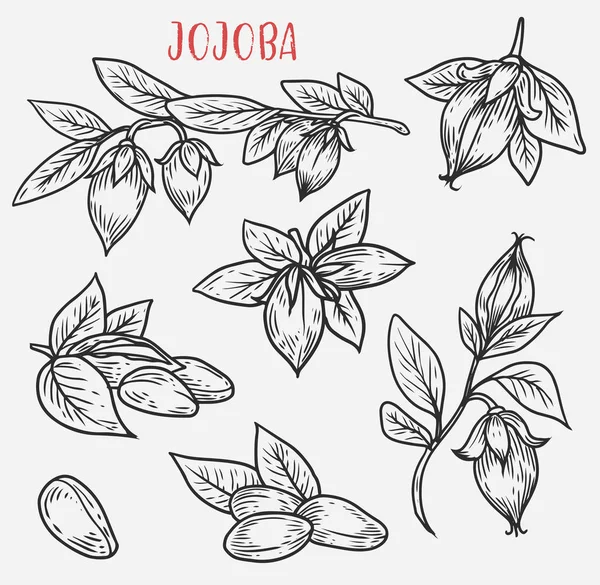 Sketches of jojoba stem with leaves and nut — Stock Vector