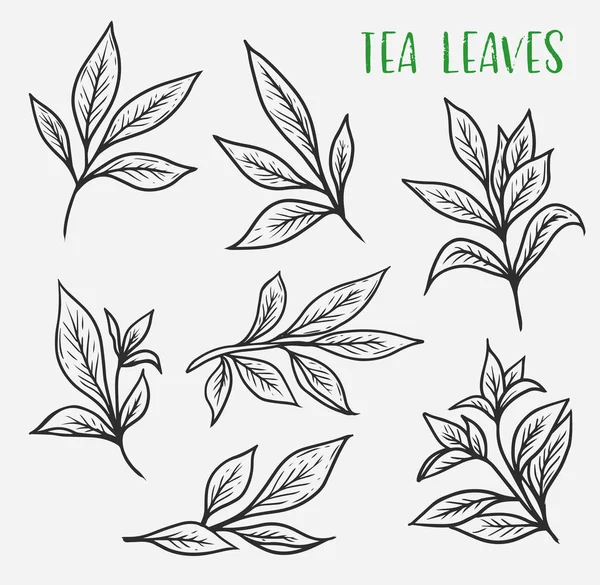 Schizzi di germogli di tè verde o nero con foglie — Vettoriale Stock