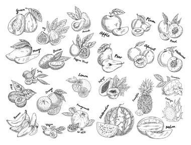 Set of isolated sketches of exotic, tropical fruit clipart