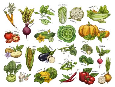 İzole set sebze hasat için vegan çarşı