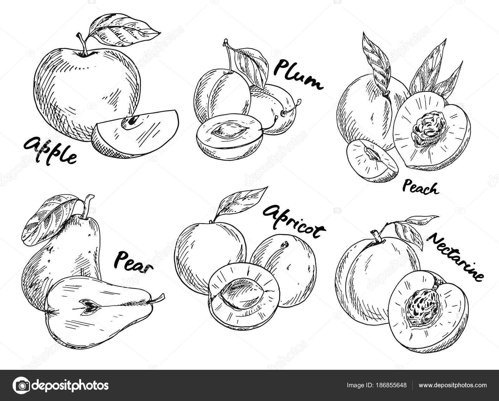 Frutas E Vegetais Dos Desenhos Animados Do Verão, Maçã, Damasco E