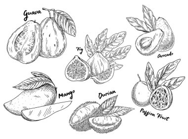 Guava ve avokado, incir ve mango, durian kroki