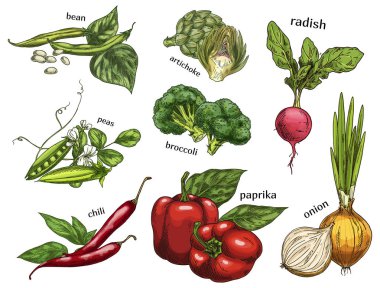 Enginar ve biber biber, bezelye, fasulye kroki