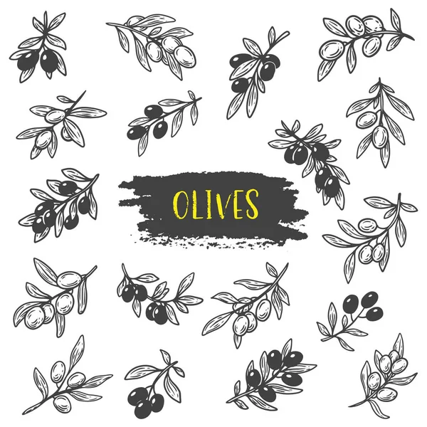Skizzen von Olivenbeeren auf Zweigen mit Blättern — Stockvektor