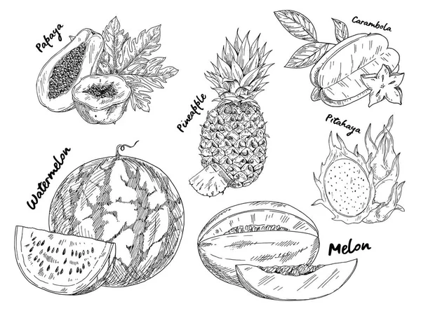 Croquis de pastèque et de pitahaya — Image vectorielle