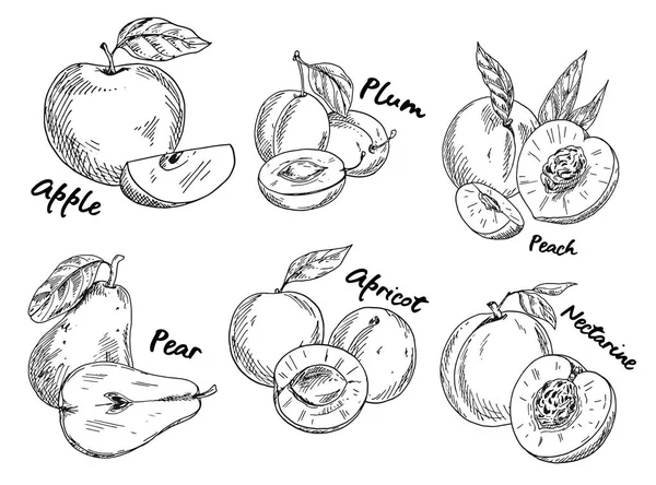 Croquis de pomme et prune, poire et abricot — Image vectorielle