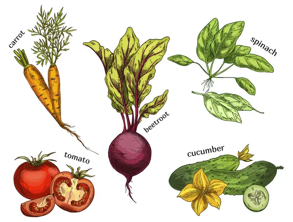 Vázlatok a sárgarépa, paradicsom, uborka, cékla — Stock Vector