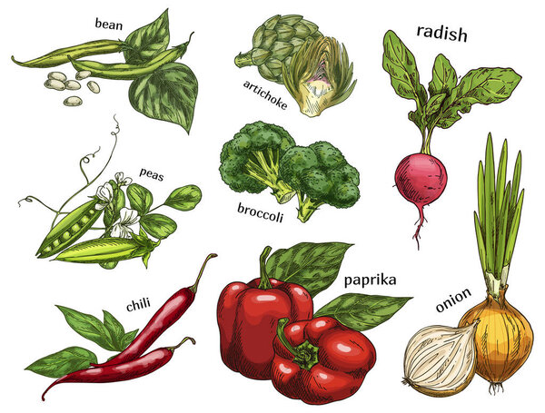 Эскиз артишока и перца чили, гороха, бобов
