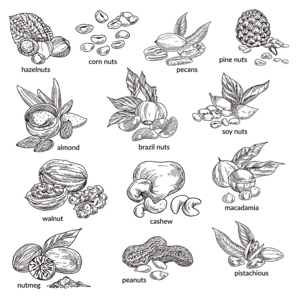 Nueces con bocetos aislados de cáscara de nuez. Alimentos naturales — Archivo Imágenes Vectoriales