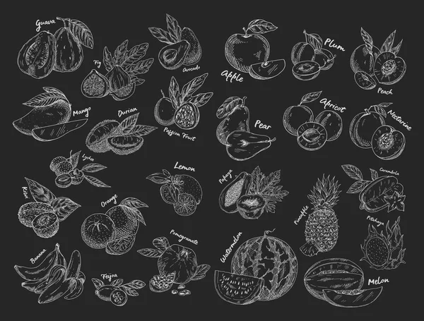 Skisser av isolerade frukter. Vegetarisk mat eller kost — Stock vektor