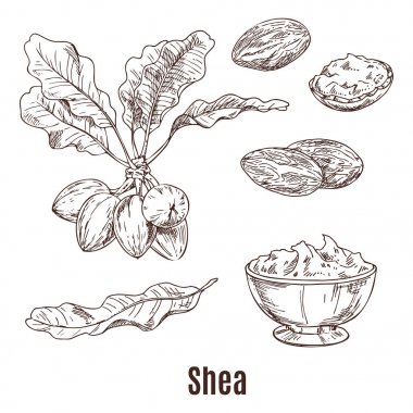 Shea fındık ve kase veya fincan tereyağı çizimler