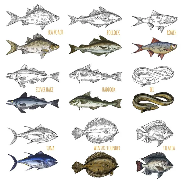 Verzameling van geïsoleerde zee of oceaan vis zijaanzicht — Stockvector