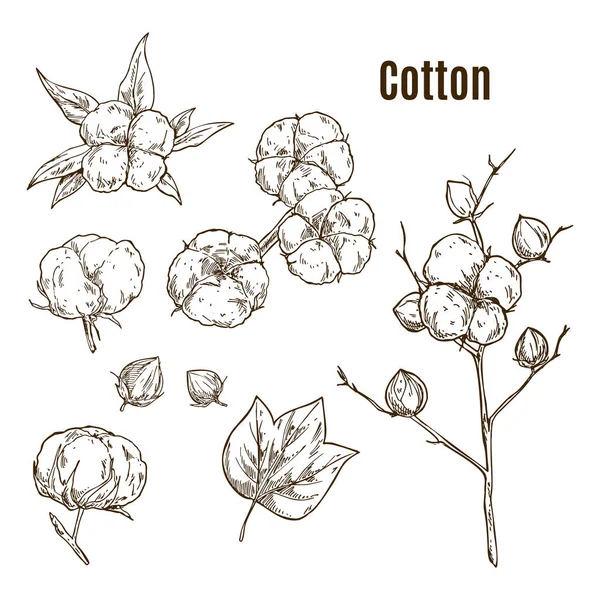 Set of isolated sketches of cotton bolls, branch — Stock Vector