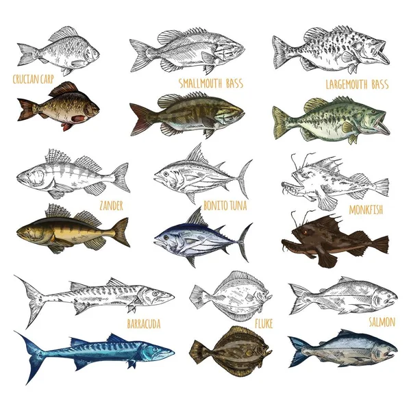 Side view on isolated fish catch sketches Royalty Free Stock Vectors