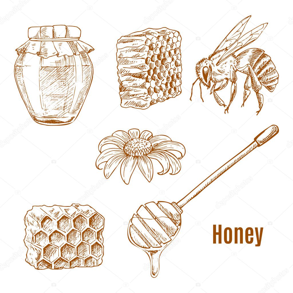 Sketches of bee and sunflower, honey spoon