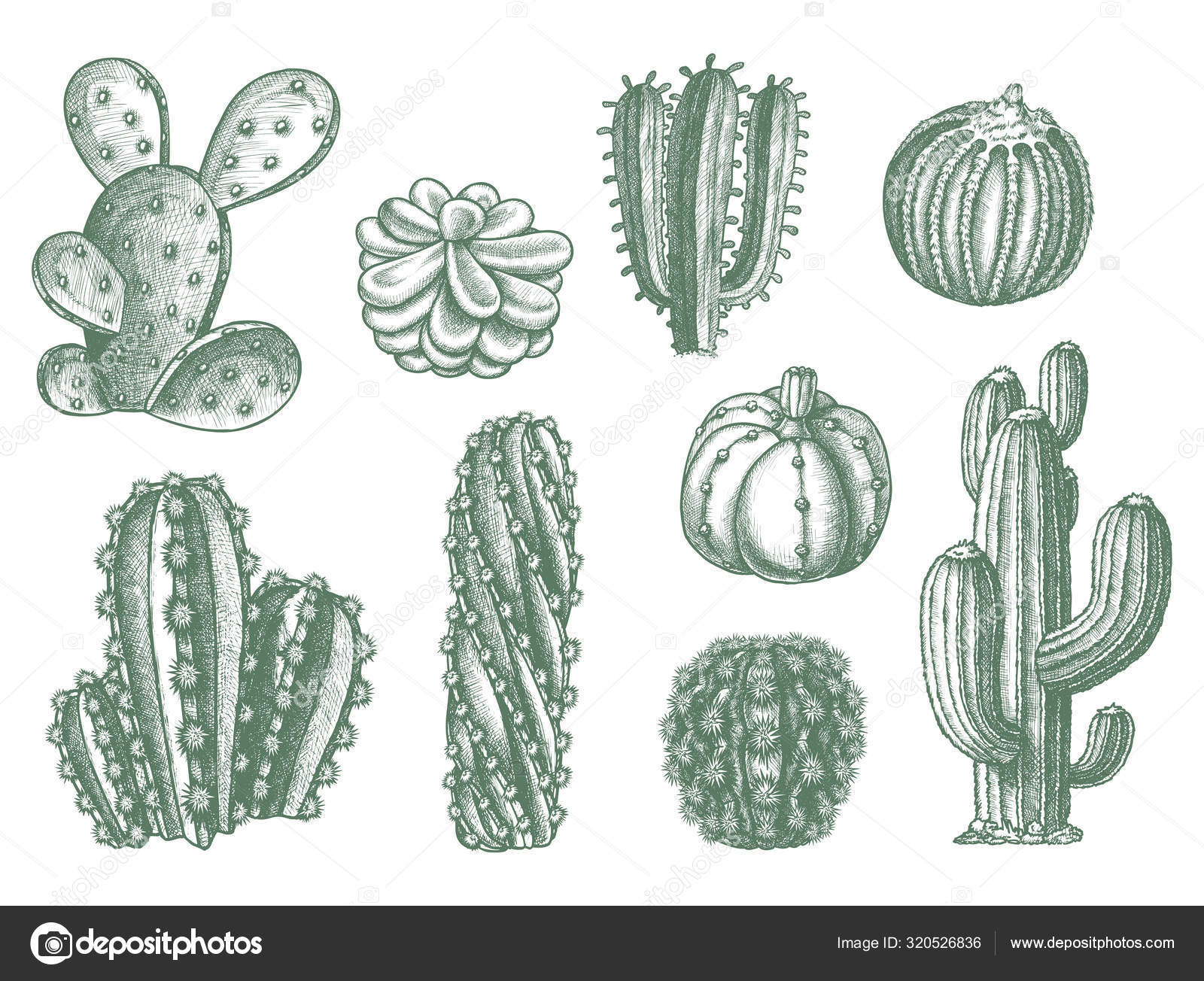 Ilustração de cactos e suculentas, planta suculenta Cactaceae