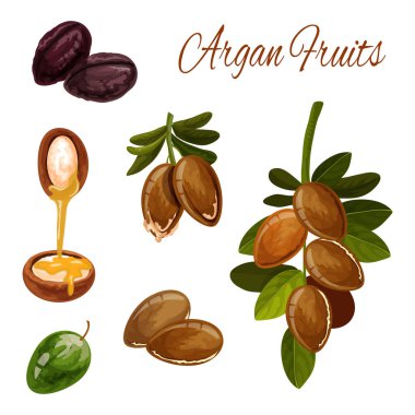 Argan yağı sıçraması, Argan ağacı fındığı, kozmetik bitkisi.
