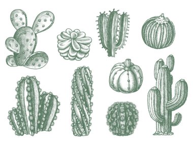 Different cactus succulent plants, vector sketch clipart