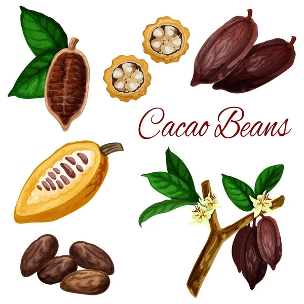 Kakao çekirdeği, kakao kabuğu bitkisi, çikolata malzemesi. — Stok Vektör