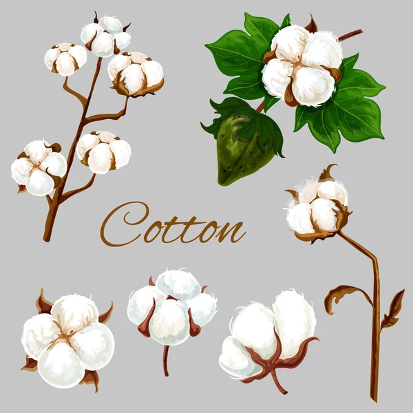 Natural cotton flower, plant buds and leaf — Stock Vector