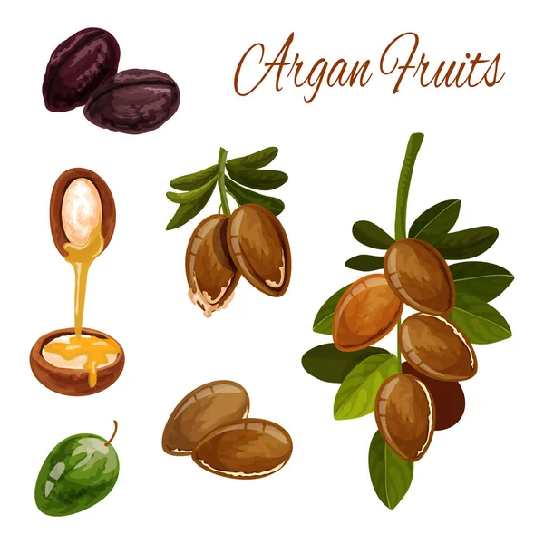 Salpicadura de aceite de argán, nueces de argán, planta cosmética — Archivo Imágenes Vectoriales