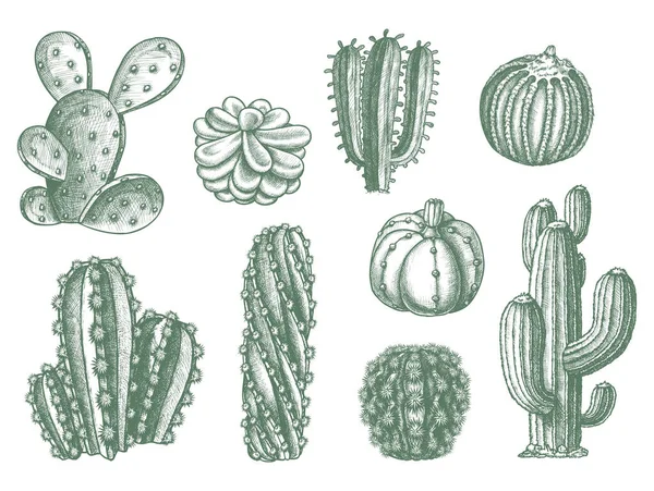 Different cactus succulent plants, vector sketch — Stock Vector