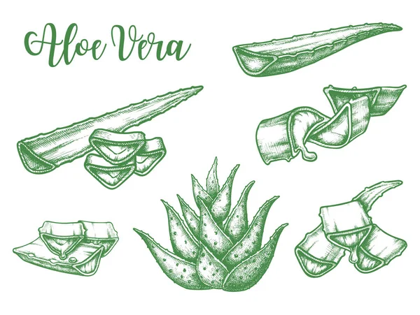 Листки рослини Alor Vera, векторні ескізи — стоковий вектор