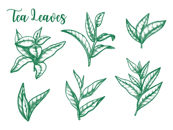Green tea leaf vector sketch, tea package design — Stock Vector