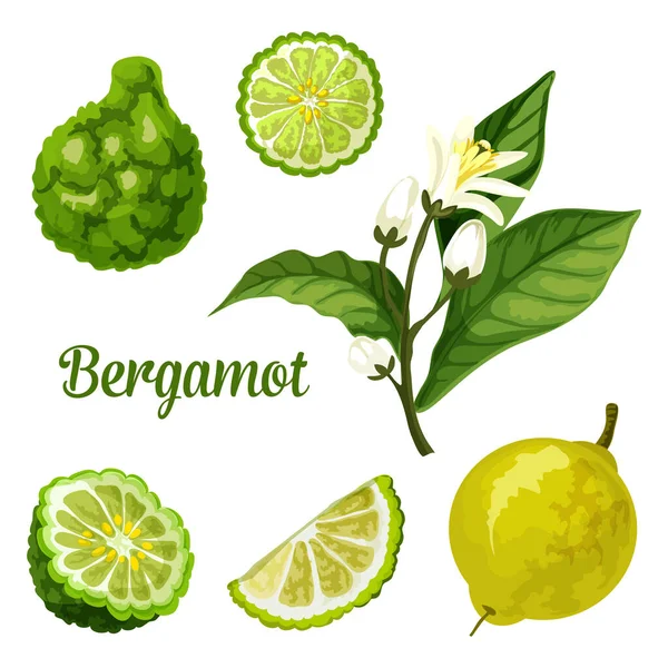 Bergamot orange fruit slice, kaffir lime plant — Stock Vector