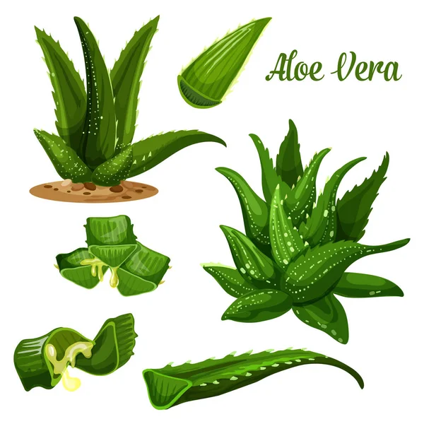 Aloe Vera planta e folha cortada com fluxo de gotas de suco — Vetor de Stock