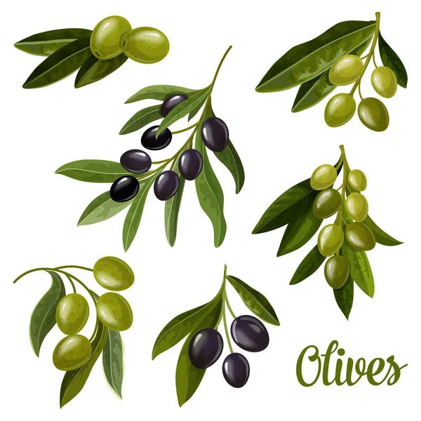 Olive su rami, foglie di olive verdi e nere — Vettoriale Stock