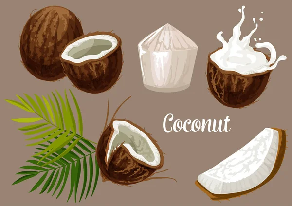 Kokospalmen Früchte, Kokosmilch Spritzer — Stockvektor