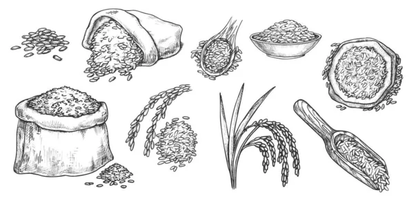 Boceto grano de trigo, centeno y harina de cebada en saco — Vector de stock