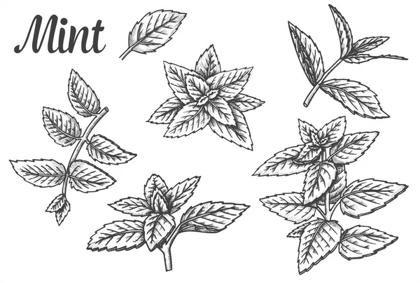 Szkice liści mięty pieprzowej lub liści mięty — Wektor stockowy