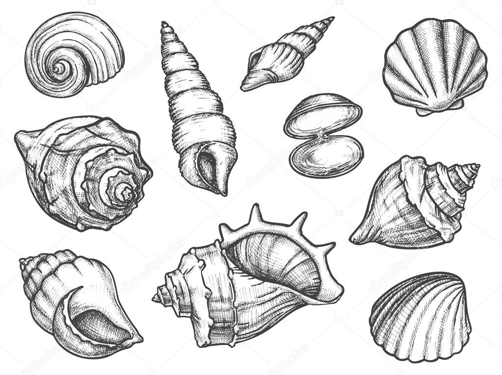 Set of isolated seashell sketches or conch, shell